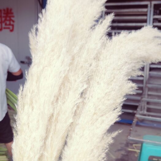 重庆市芦苇干花蒲苇干花