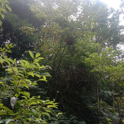 临海市鲜活蜂蛹台州地区送货上门