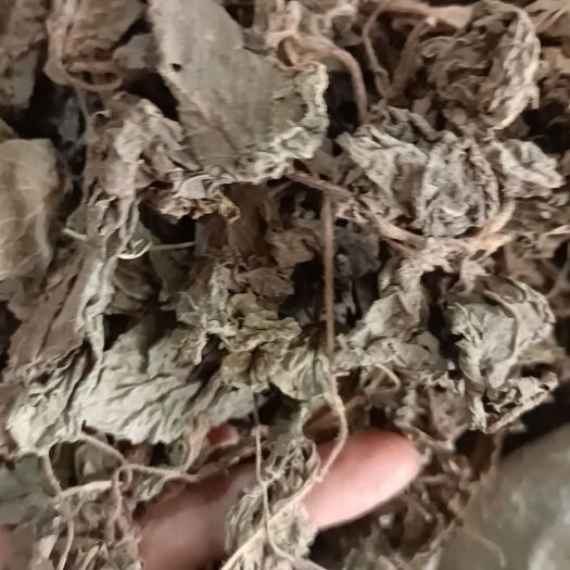 垫江紫苏叶