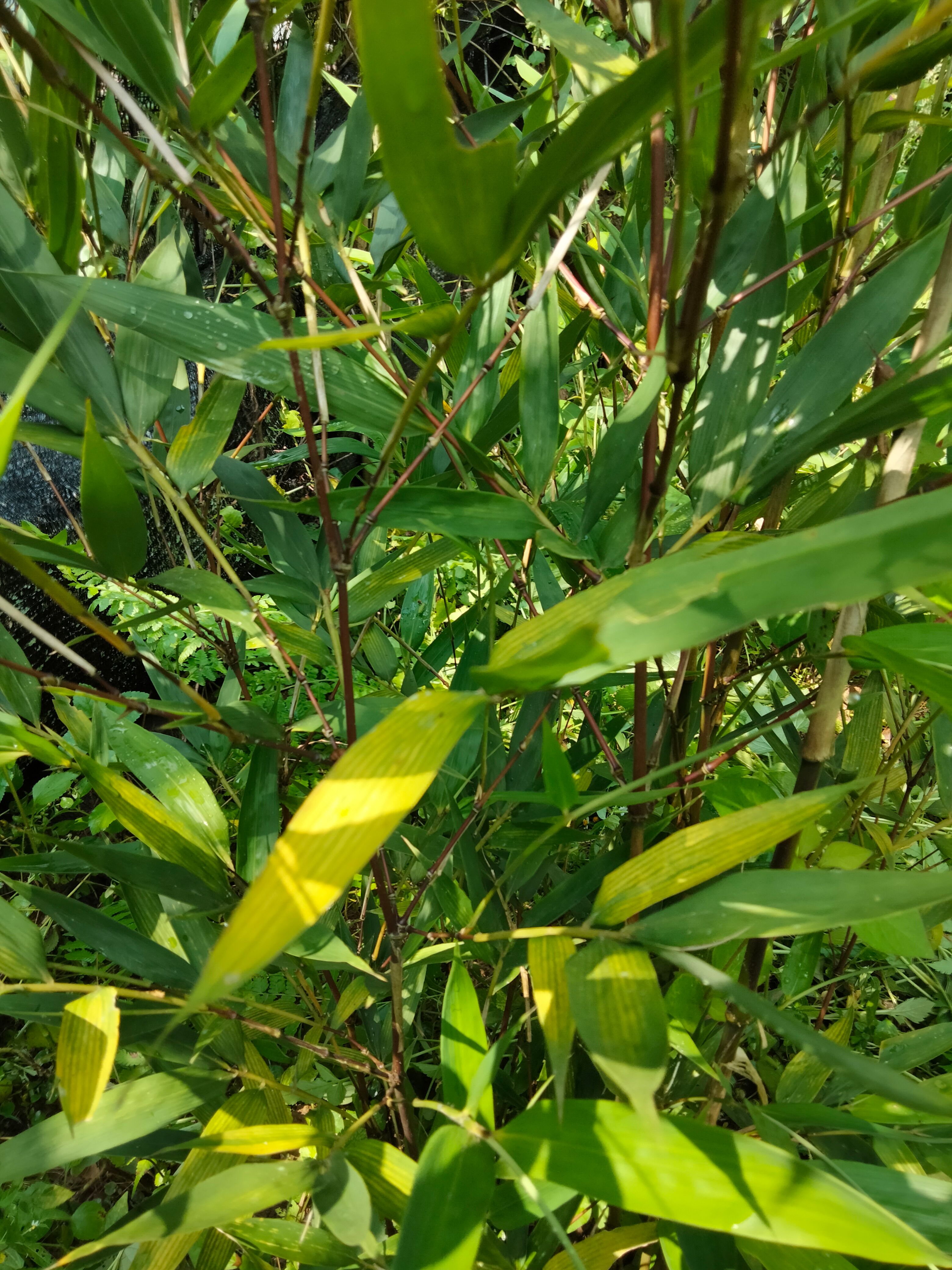 彩虹石竹  彩虹竹