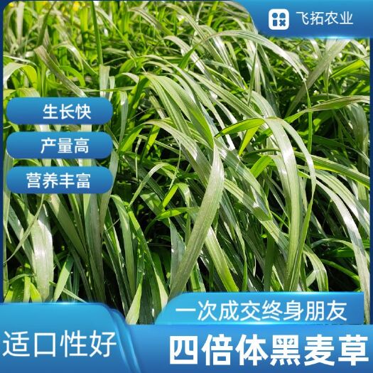 郑州黑麦草种子  一年生黑麦草产量高草质柔软用于养牛羊猪兔鸡鸭鹅