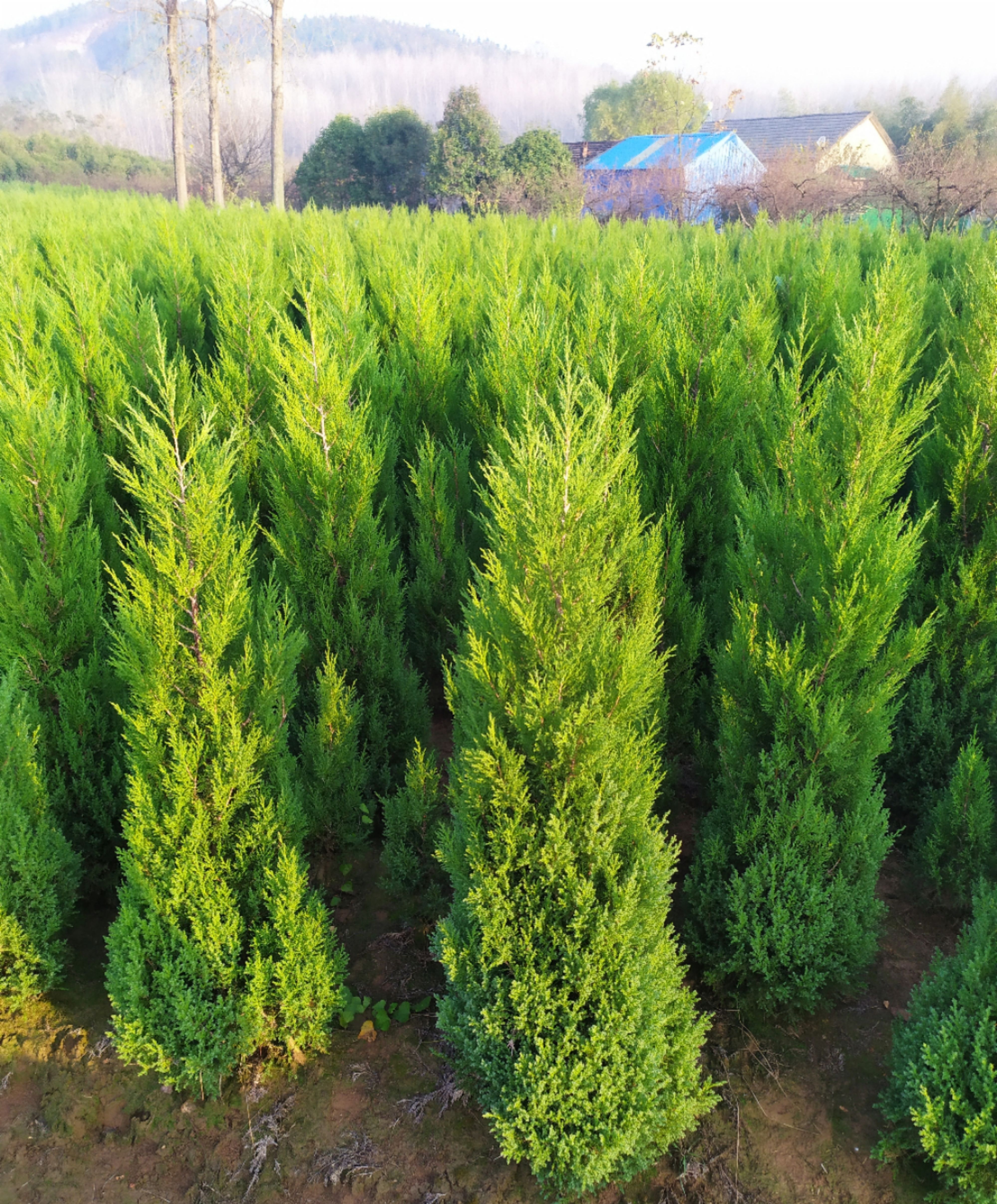 1.8米塔柏 2025年！2米蜀桧低价出售！急