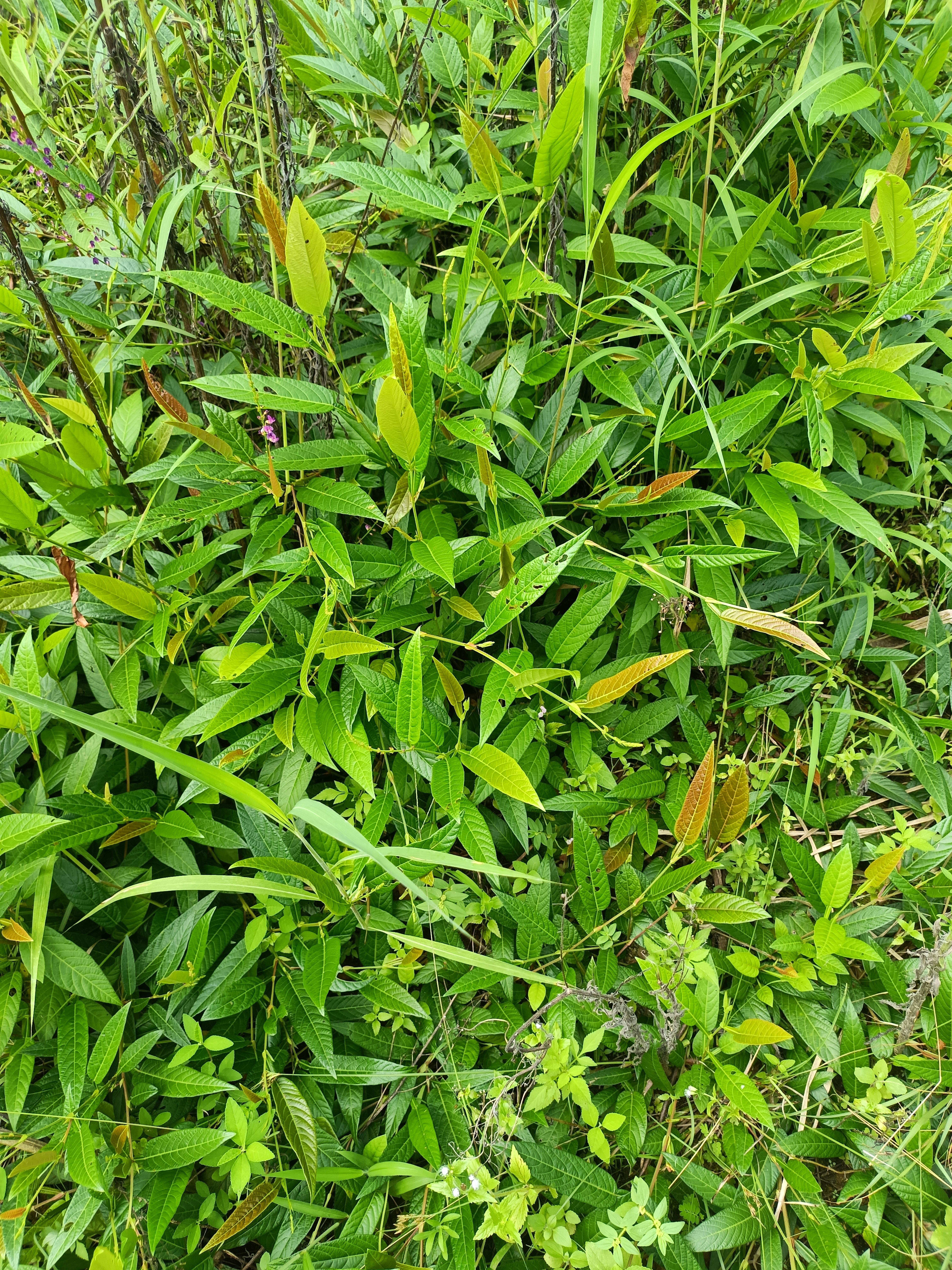 葫芦茶