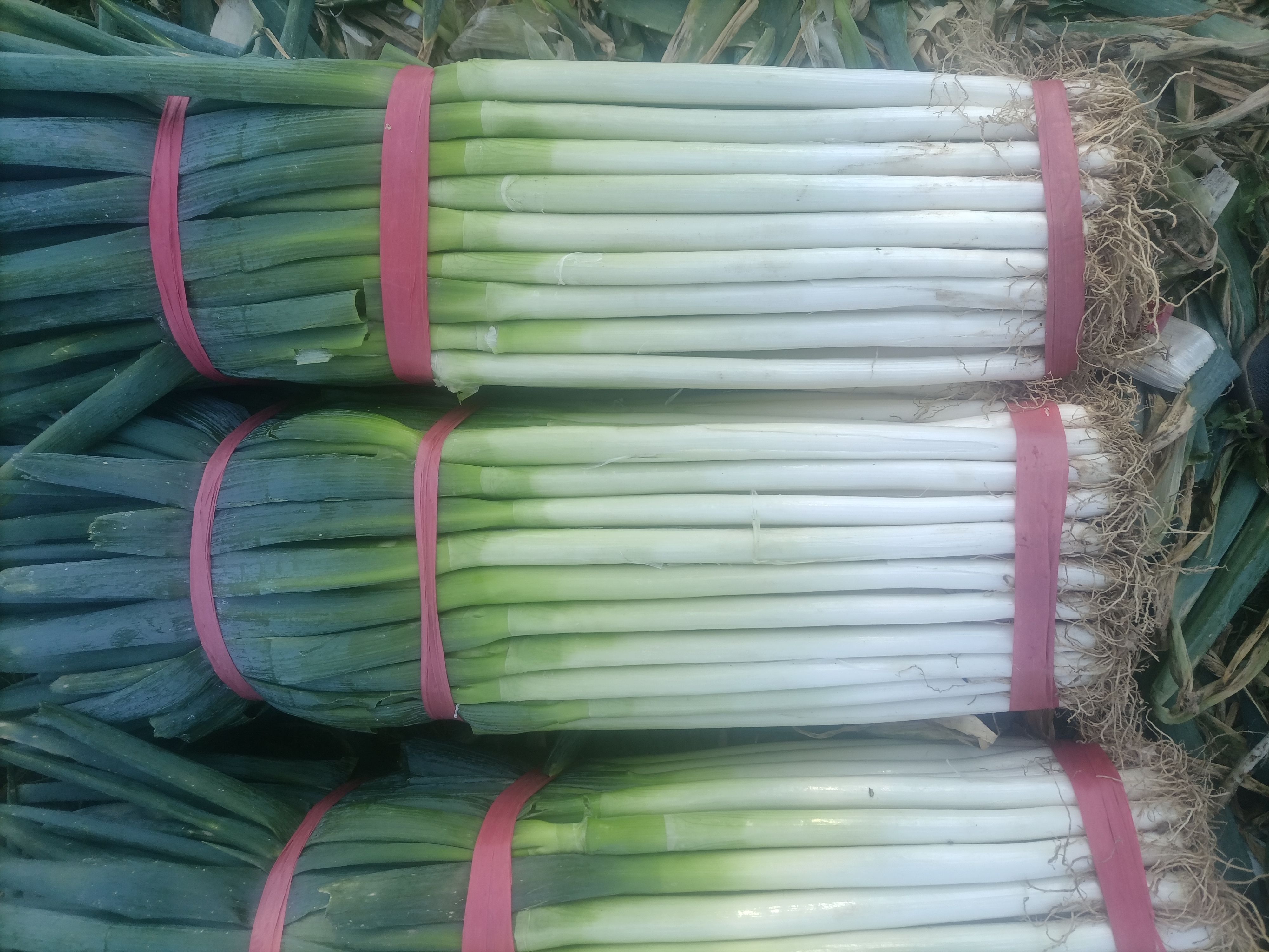 高原大葱，高原蒜苗，辣椒，小油菜，上海青