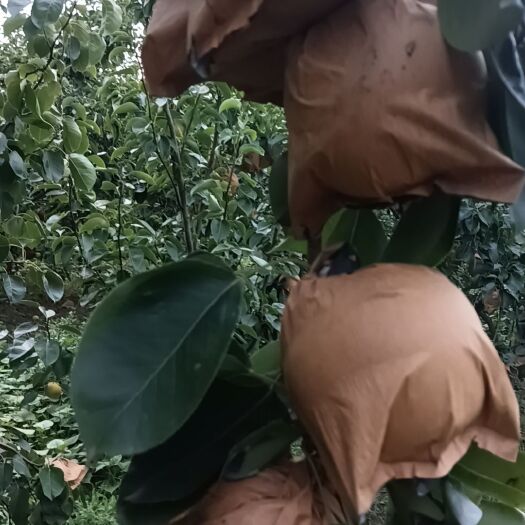 威县皇冠梨甜脆可口纸袋大量现货具体电联
