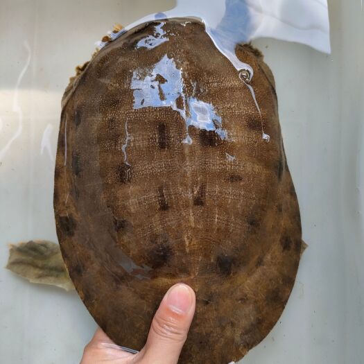 土甲鱼，品质品相奥利给