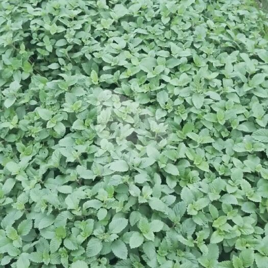 高州市大量仙草，现割现发