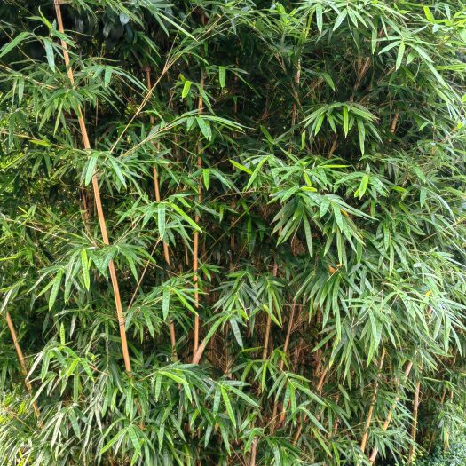 雅安琴丝竹