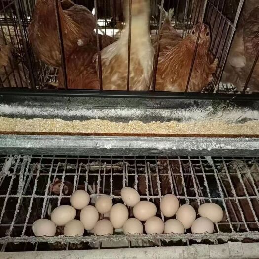 鹤壁粉蛋鸡