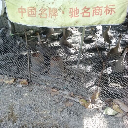 清远鹅