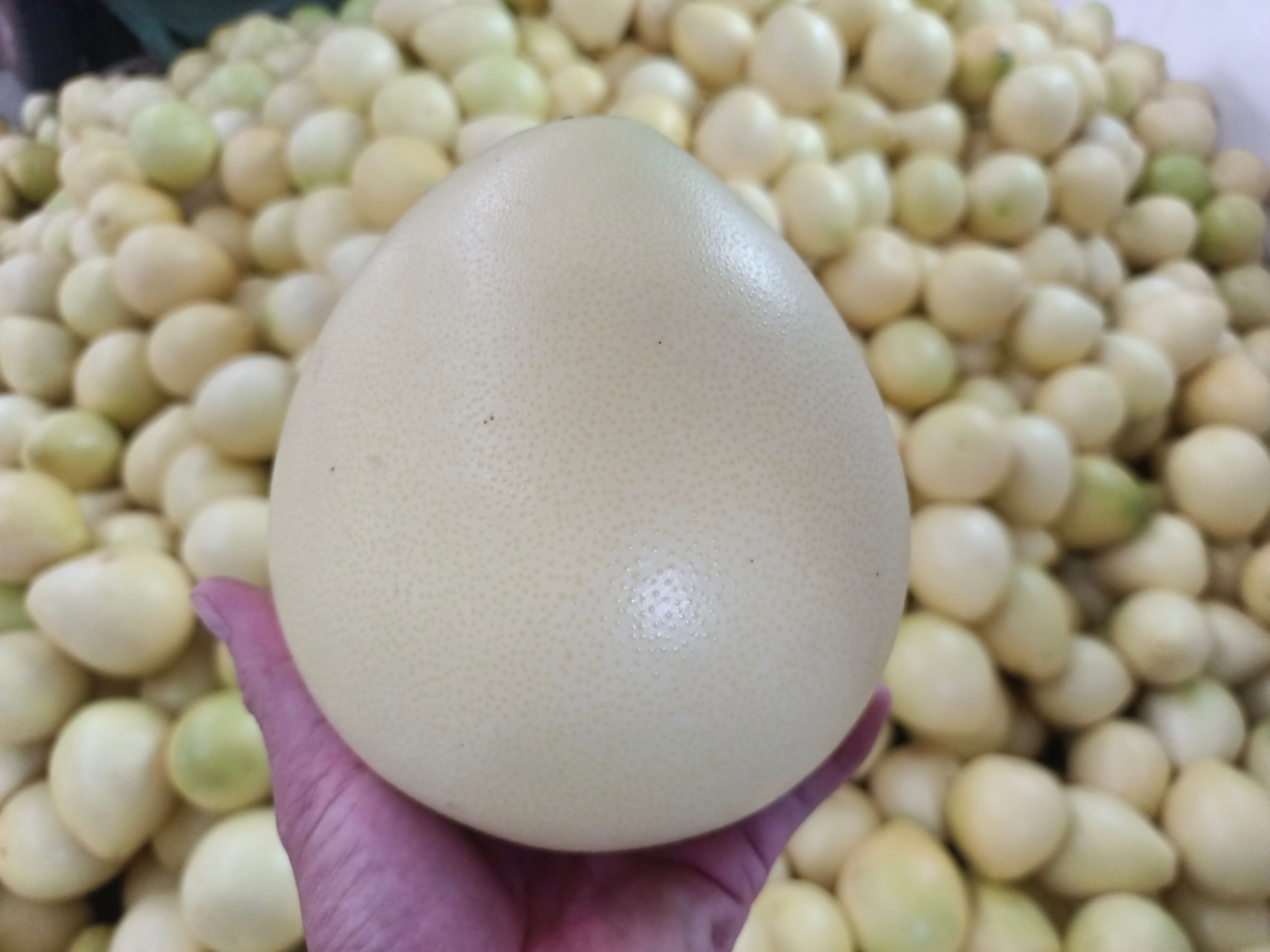 黄心/白心柚蜜柚黄肉白肉柚16斤包邮一件代发