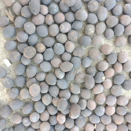 麻城市莲子