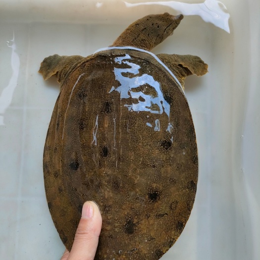 益阳高货品质！土甲鱼