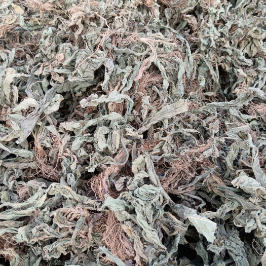 灵山县地胆头草