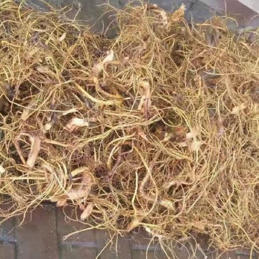 连南县白花牛奶根