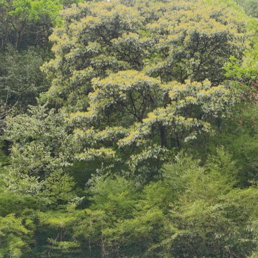 绥江县深山土蜂蜜，百花蜜 原蜜，自己养殖场直接发货