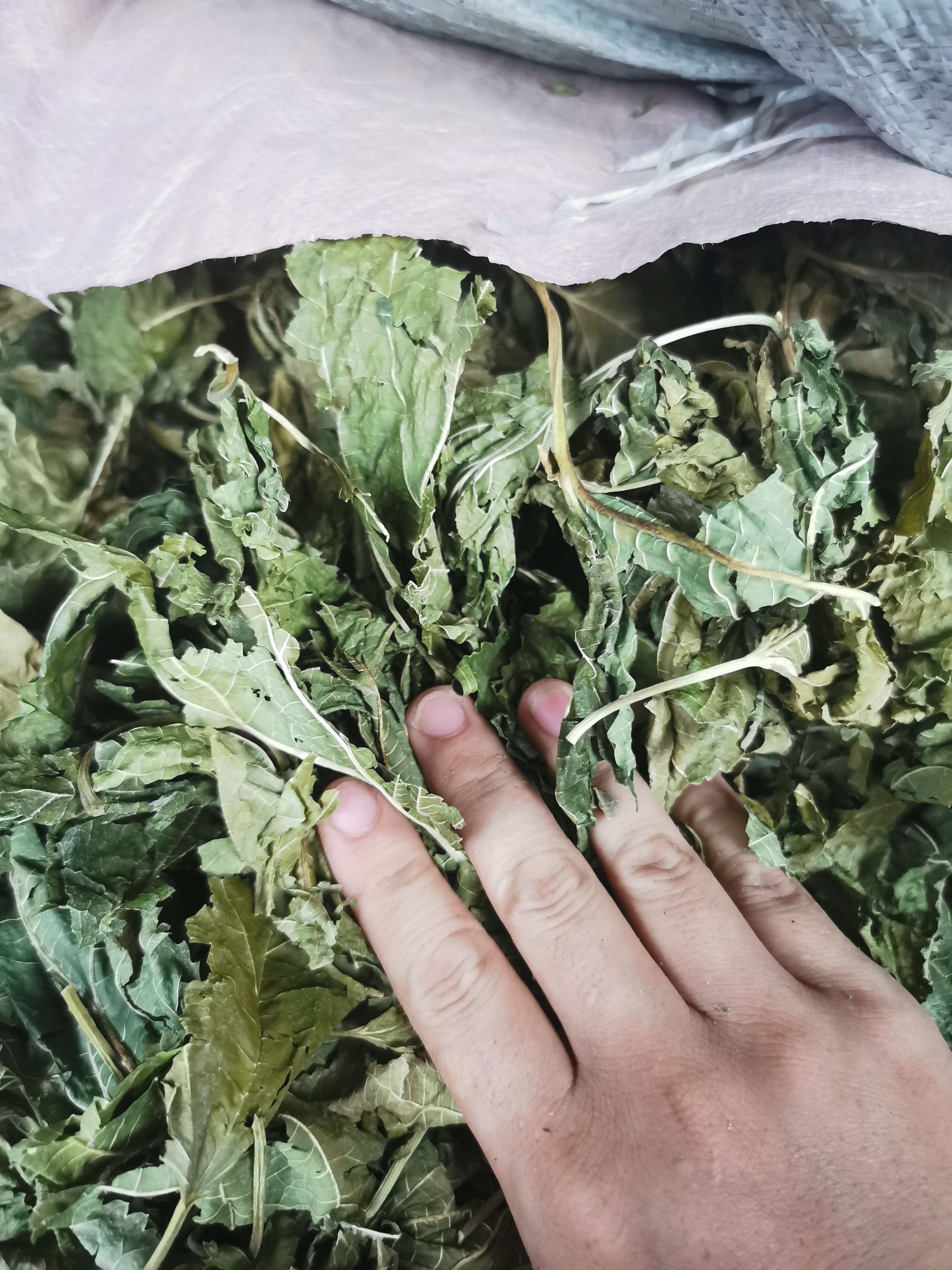 勤劳的小蜜蜂每天拼命的工作，只为能更好的服务，加油，中药人！
