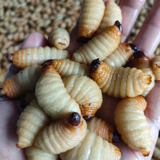 宿迁竹虫批发