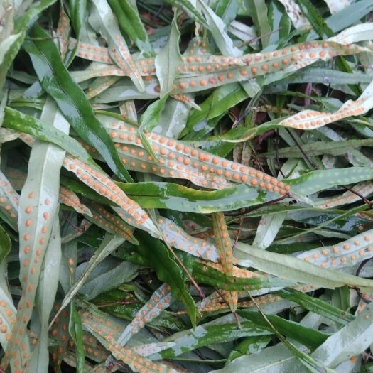 宽甸县长白山肾精茶根根带孢子