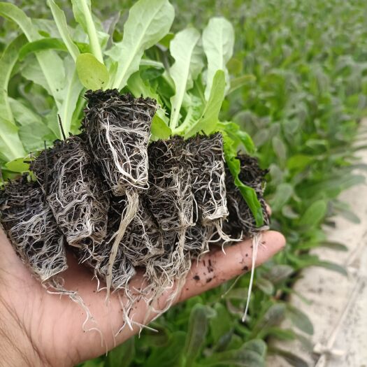 通海县紫叶莴笋苗