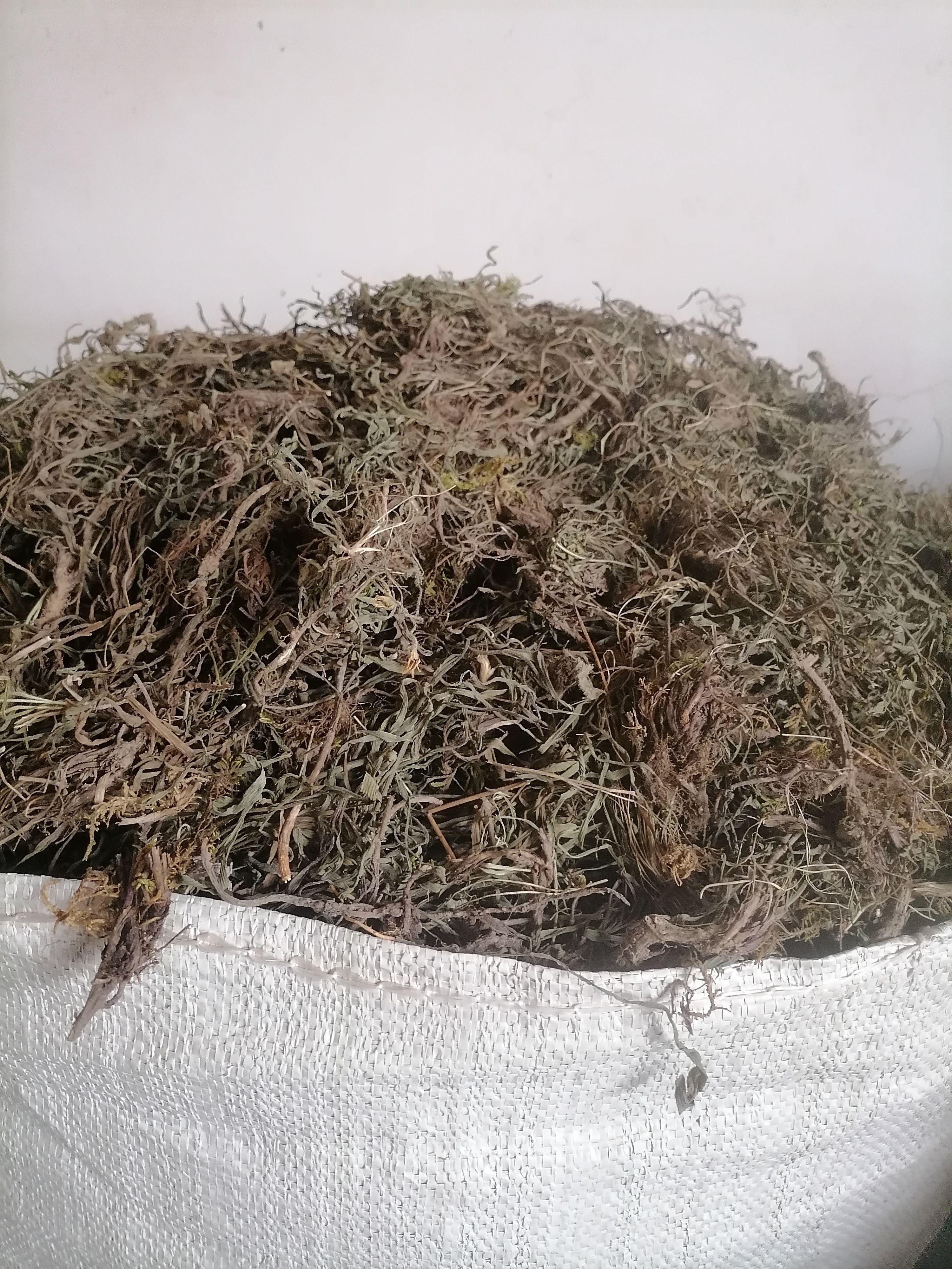 甘肃野生黑柴胡全柴胡中药材整条根北柴胡产地纯野生柴胡正品