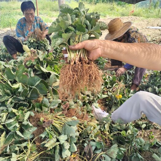 铜仁越秀草莓苗：脱毒组培苗基地直销，隋珠，妙香七号，宁玉，天仙醉