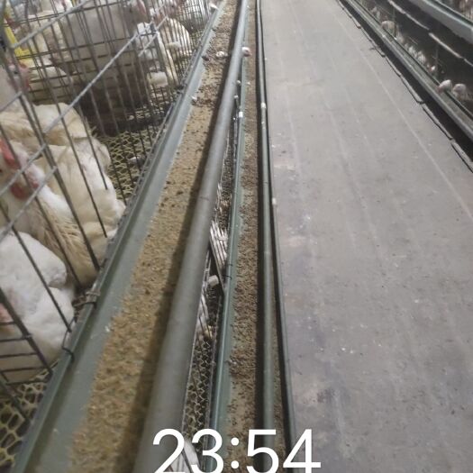 滨州鸡肉狗粮