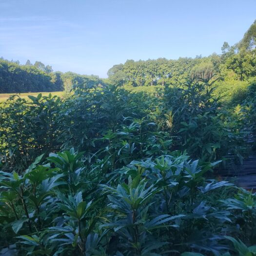 临高县药材