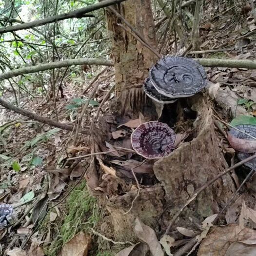 瑞金市纯紫灵芝