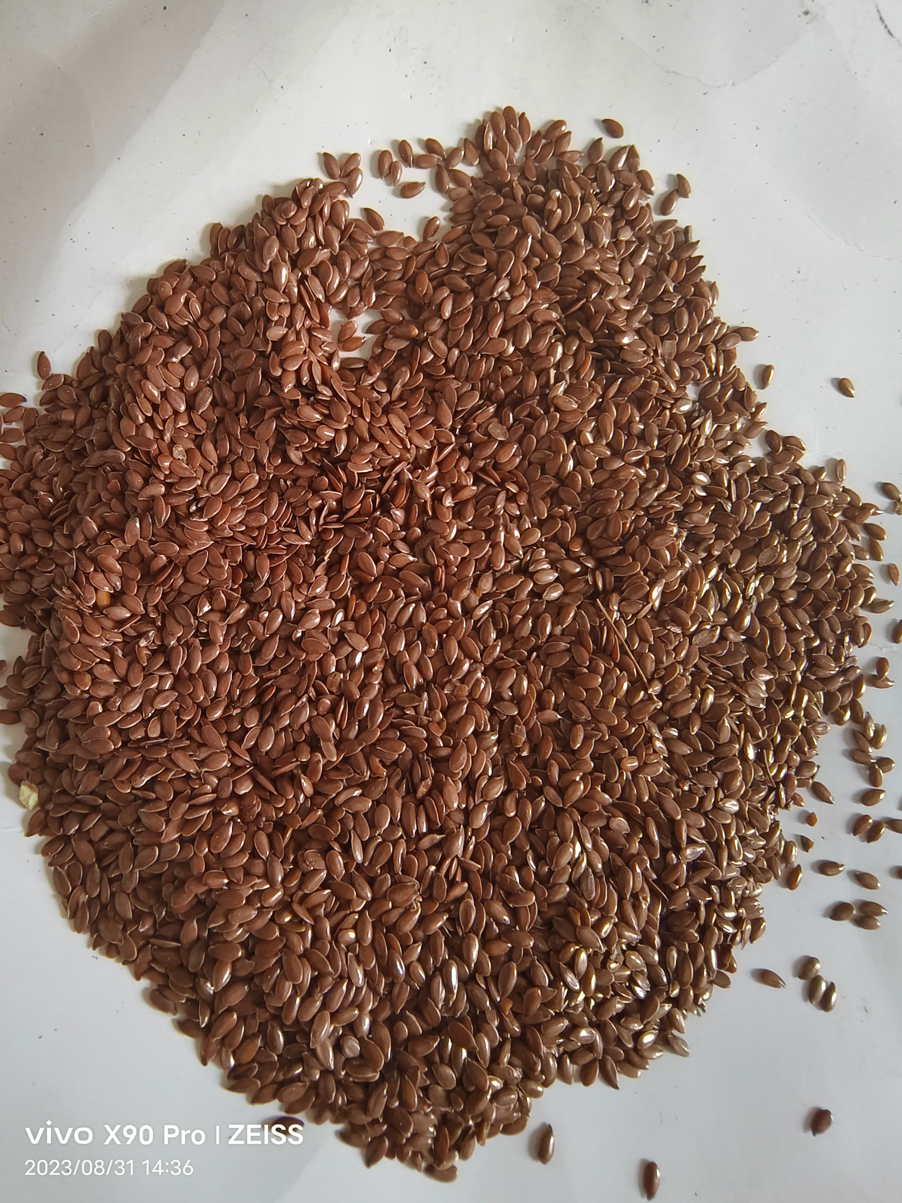 俄罗斯一等亚麻籽，食用级别。出油42左右。一手货源。公司自