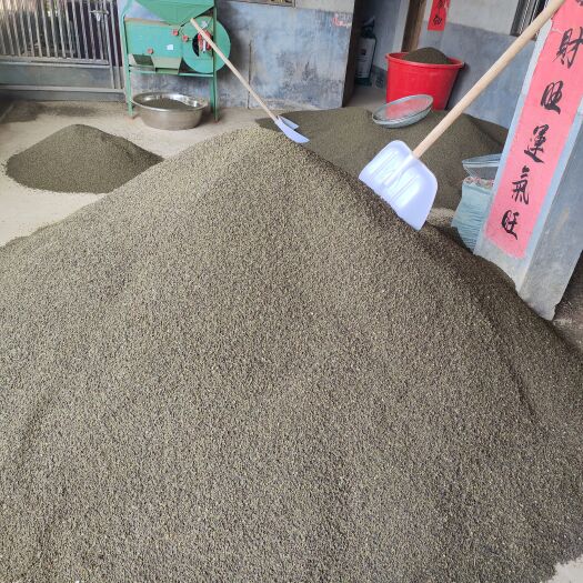 武冈市今年新货吴茱萸