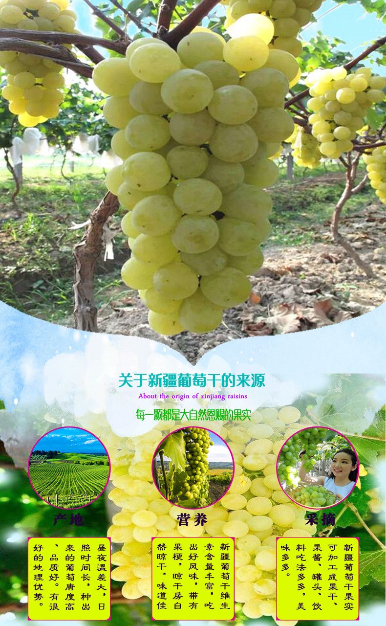 新疆无核葡萄干纯绿葡萄干颗粒均匀干净无沙自然晾晒产地直销