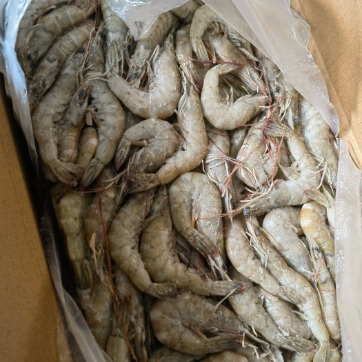 射阳县对虾南美白对虾青虾罗氏沼虾一手货源保质保量