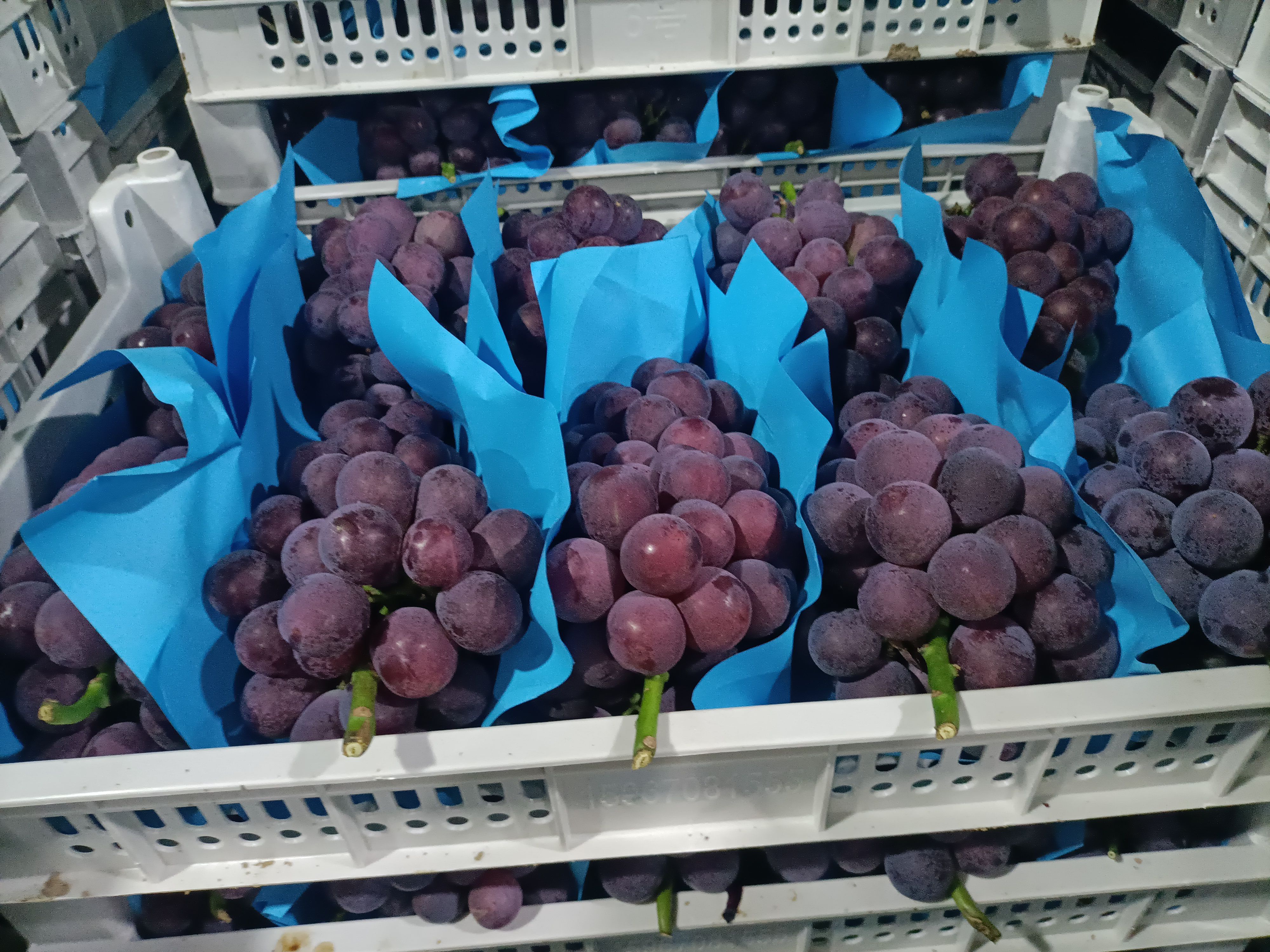 巨峰，无籽口感好。2024年7月22号大量有货