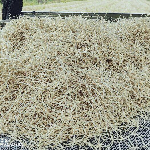 成都精品折耳根嫩芽，草根，基地直销
