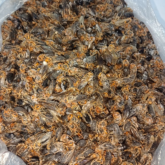 宣威市蚂蜂蛹