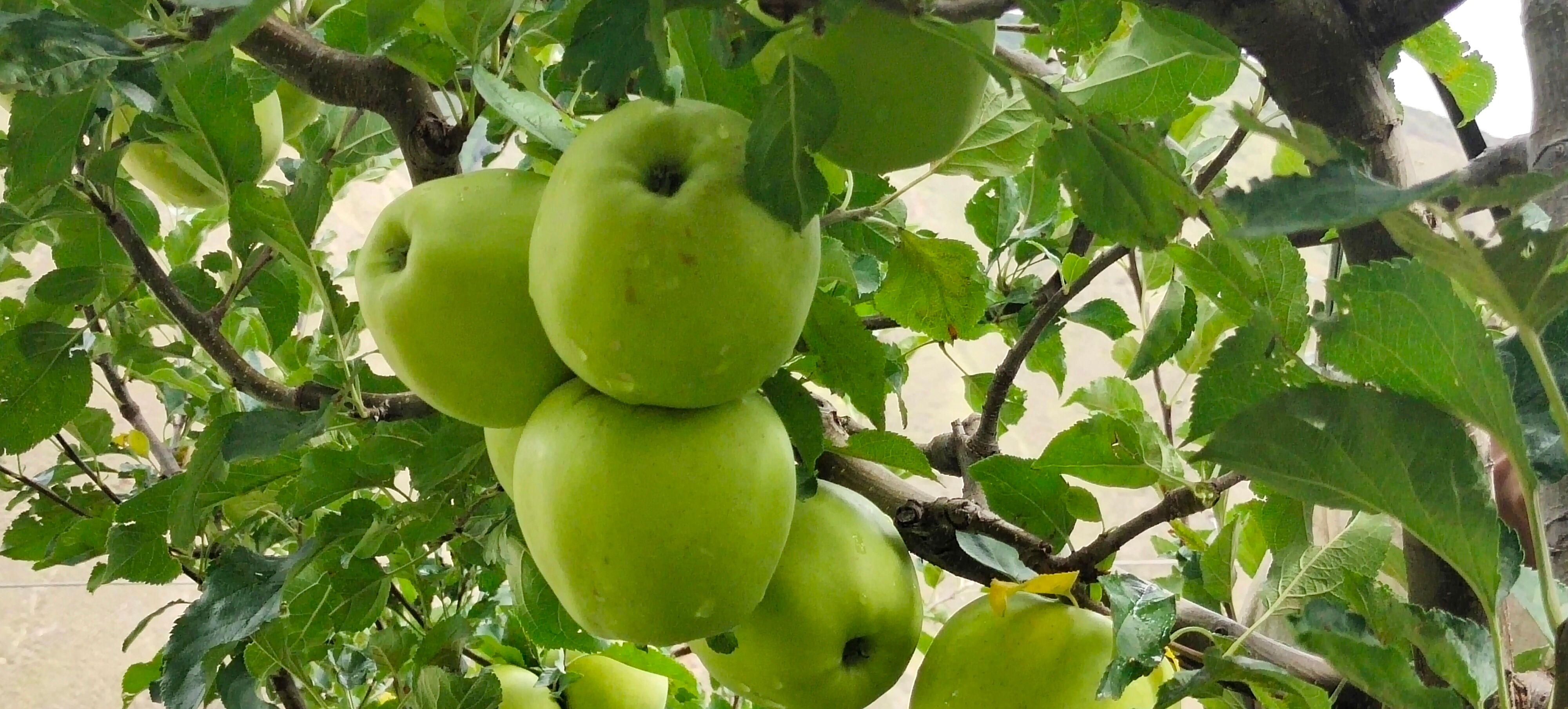 小金金冠青苹果