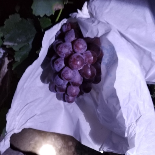 临猗县山西运城红提葡萄