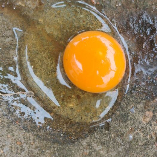 京山市散养小初生蛋。
