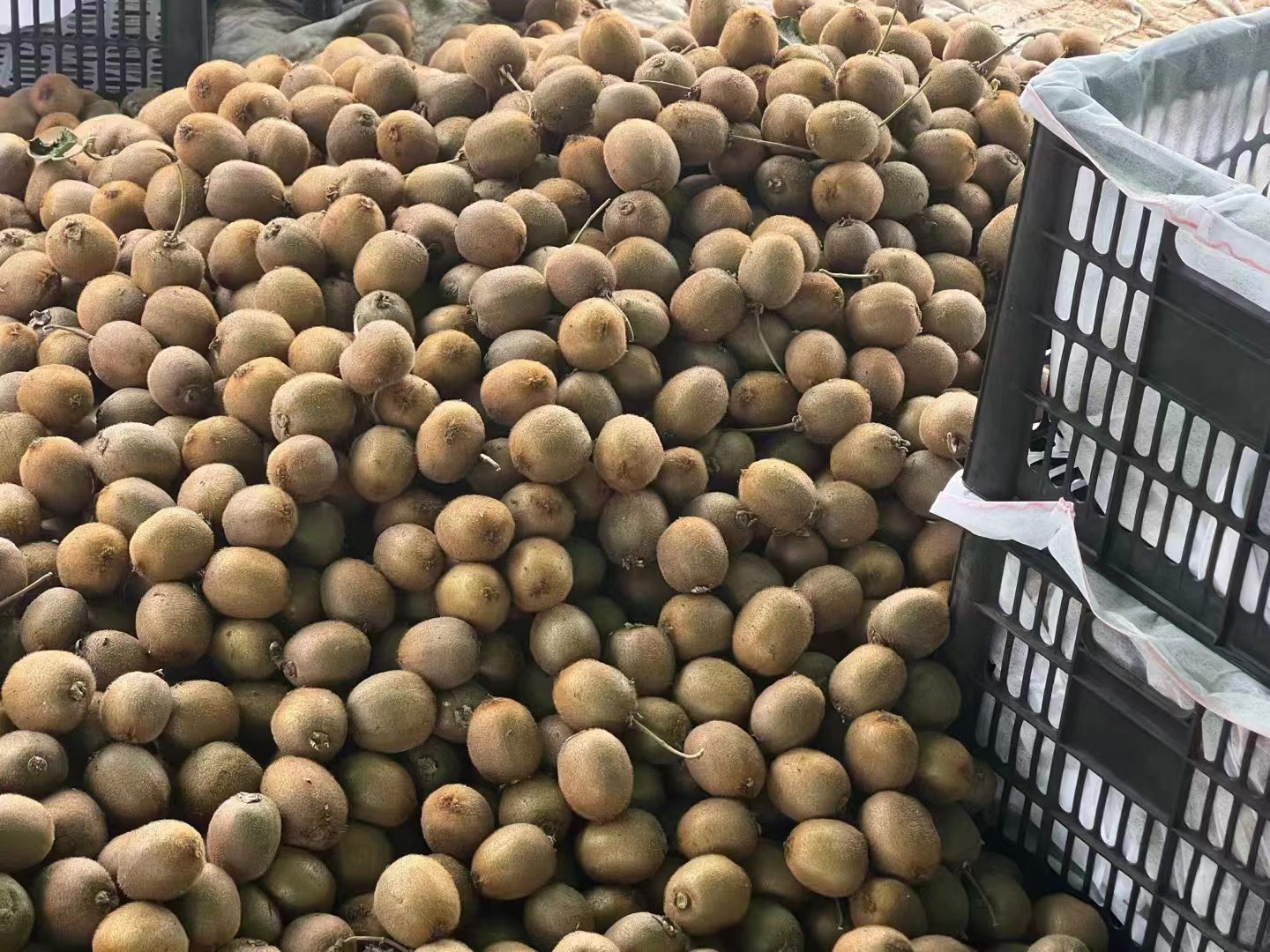 翠香猕猴桃小果