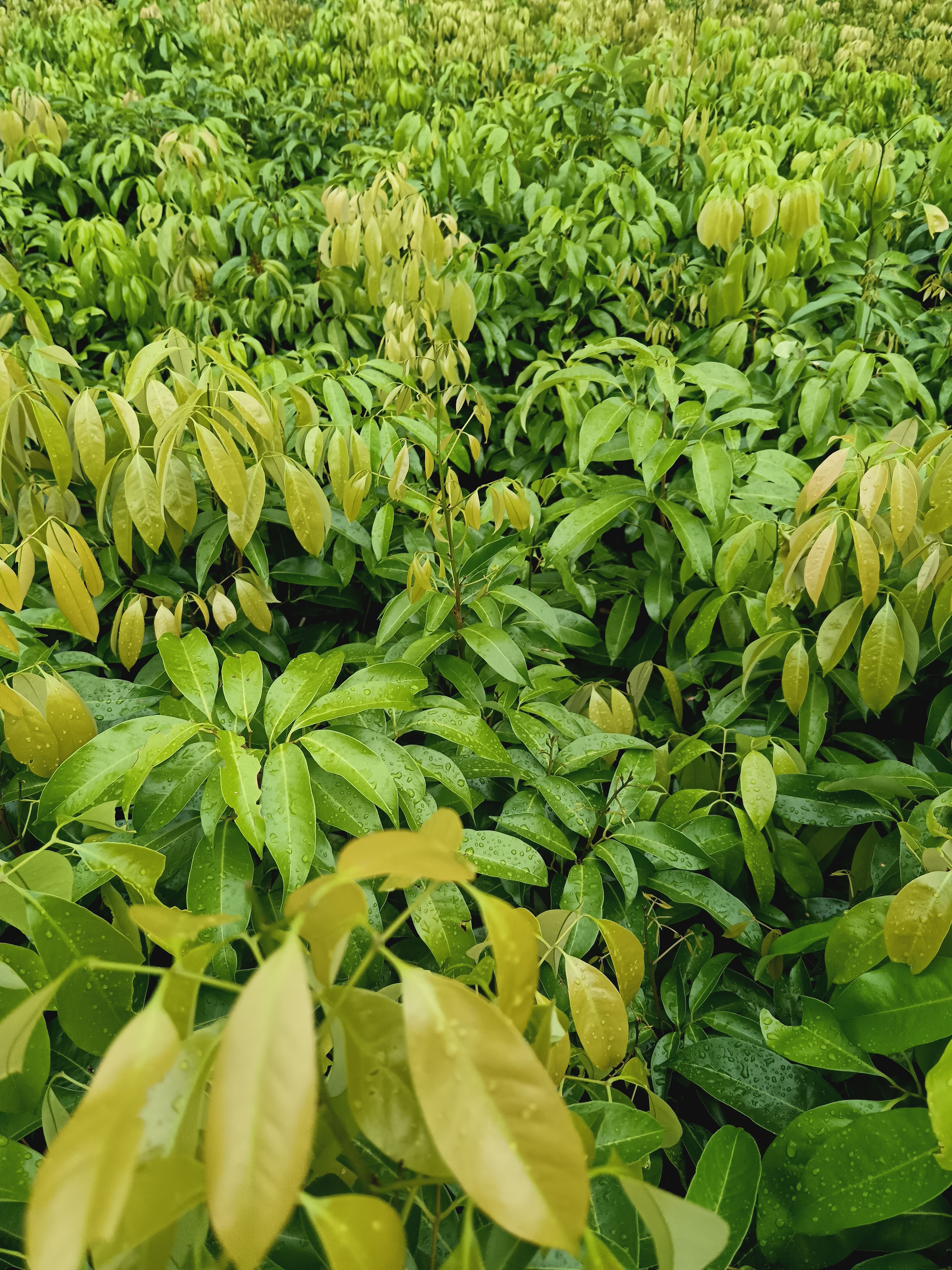 荔枝果树嫁接冰荔果树苗南北方种植当年结果全国包邮