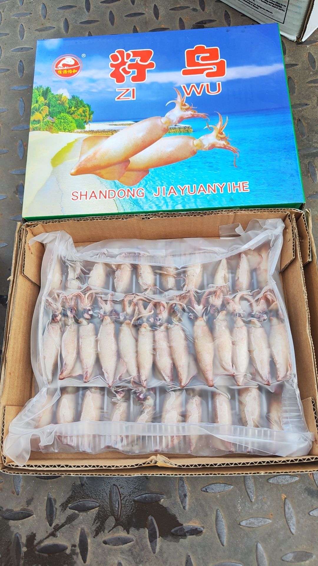 笔管鱼 小籽乌 海兔