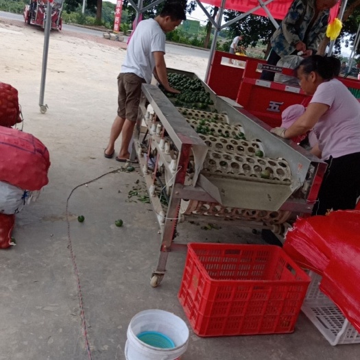 南宁沃柑小青柑