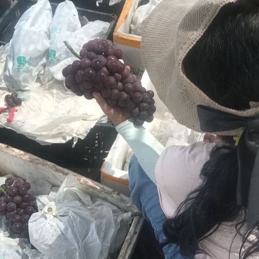 扶风县户太葡萄