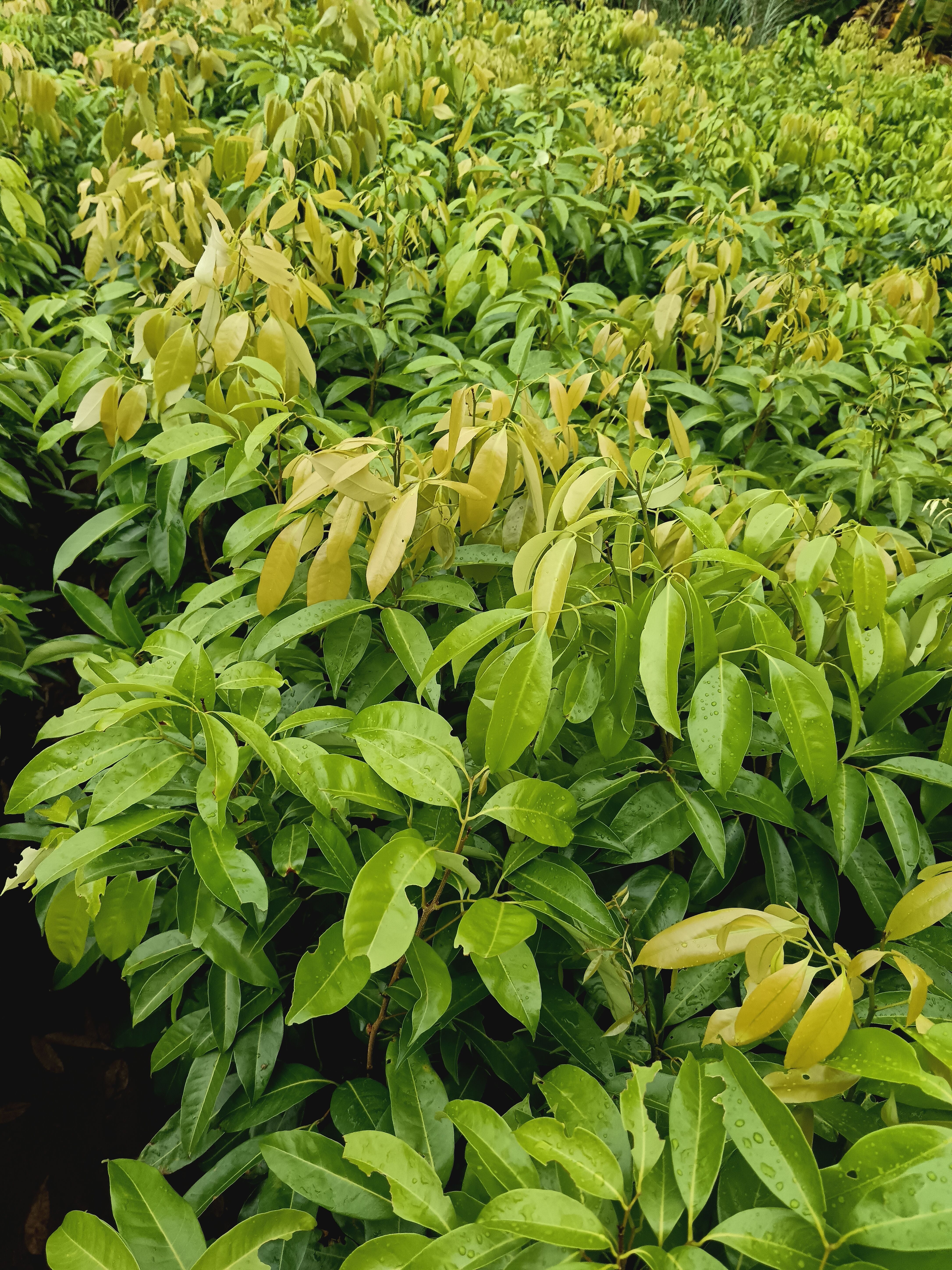 荔枝果树嫁接冰荔果树苗南北方种植当年结果全国包邮