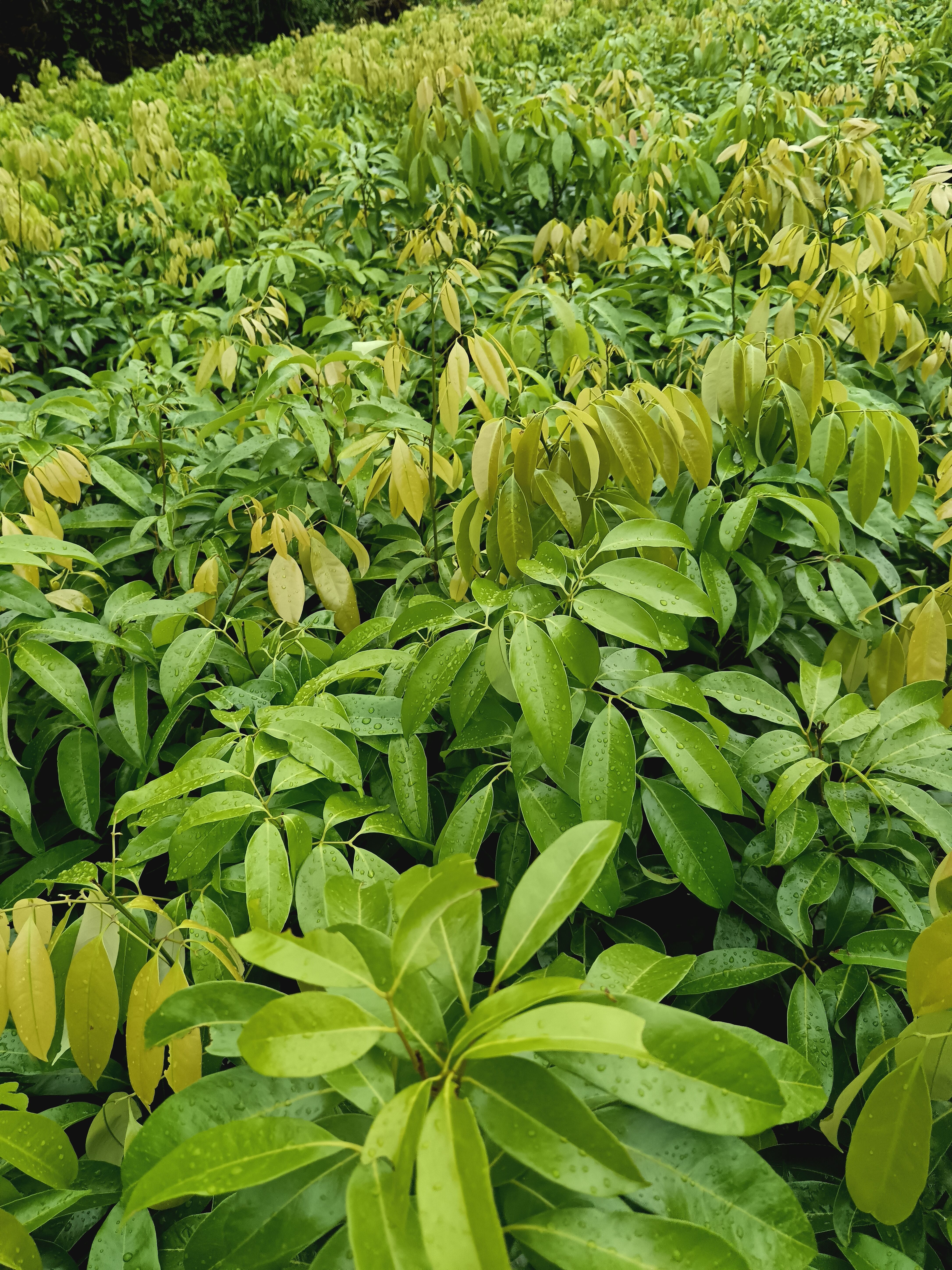 荔枝果树嫁接冰荔果树苗南北方种植当年结果全国包邮