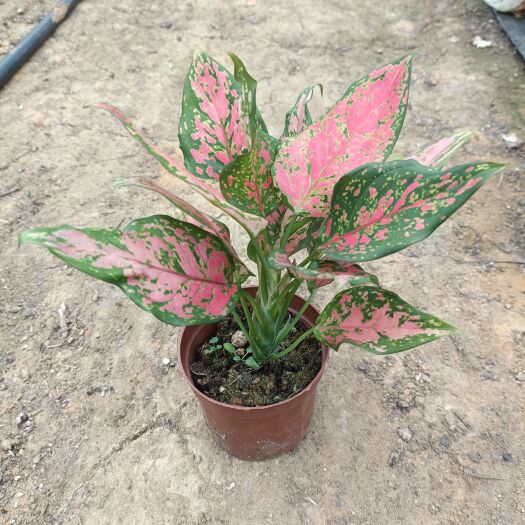 广州如意万年青盆栽彩叶盆栽室内花卉绿植耐阴可水培