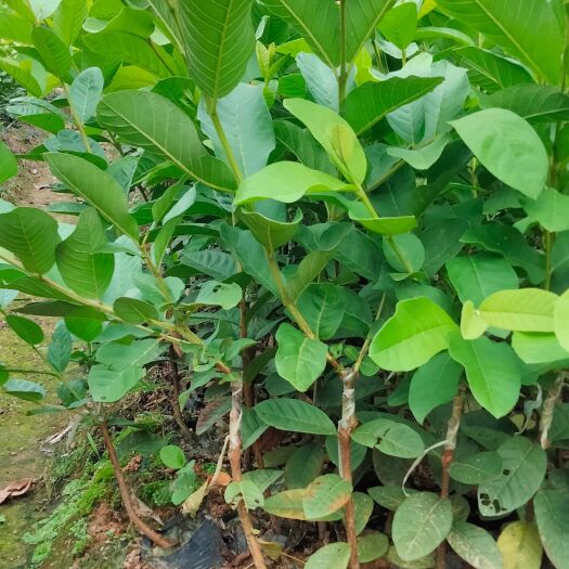 四季珍珠番石榴苗（带小营养杯）