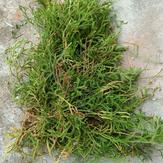 龙川县纯伸筋草