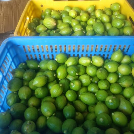 湛江广东香水柠檬产地湛江